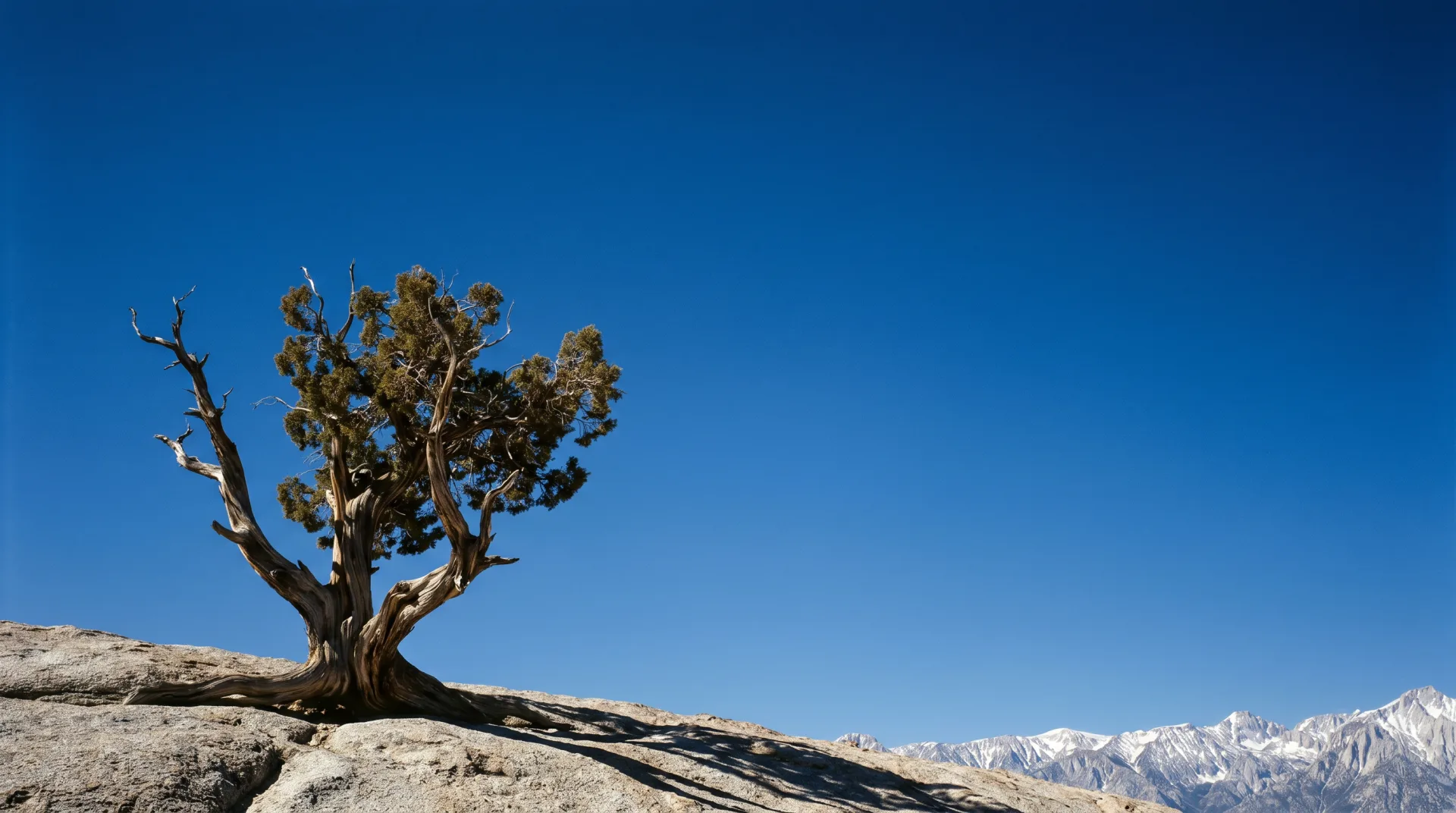 A lone juniper on a rocky ridge under hard midday light, the pale valley floor stretching out far below.